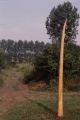 Acacia